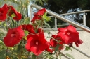 rośliny ogrodowe - Hibiscus bylinowy XXL odmiana MY VALENTINE Ketmia C5