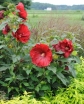 rośliny ogrodowe - Hibiscus bylinowy XXL odmiana MY VALENTINE Ketmia C5
