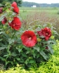 rośliny ozdobne - Hibiscus bylinowy XXL odmiana MY VALENTINE Ketmia C5