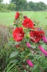 rośliny ozdobne - Hibiscus bylinowy XXL odmiana MY VALENTINE Ketmia C5