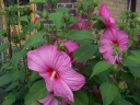 rośliny ozdobne - Hibiscus bylinowy XXL odmiana PARTY FAVOR Ketmia /C1,5