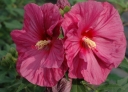 sadzonki - Hibiscus bylinowy XXL odmiana BERRYLICIOUS Ketmia C5