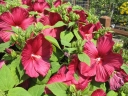 rośliny ozdobne - Hibiscus bylinowy XXL odmiana BERRYLICIOUS Ketmia C5