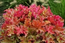 rośliny ogrodowe -  Żurawka MARMALADE Heuchera