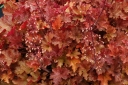 sadzonki - Żurawka MARMALADE Heuchera