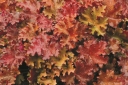 rośliny ozdobne - Żurawka MARMALADE Heuchera