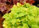 sadzonki -  Żurawka LIME RICKEY Heuchera