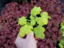 rośliny ozdobne - Żurawka LIME RICKEY Heuchera