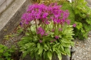 rośliny ogrodowe - Bożykwiat Meada Pierwiosnek Meada Dodecatheon /P9 *K25