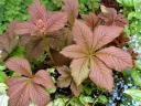 rośliny ozdobne - Rodgersja pierzasta SUPERBA Rodgersia pinnata /P9 *11