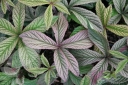 sadzonki - Rodgersja pierzasta SUPERBA Rodgersia pinnata /P9 *11
