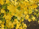 rośliny ogrodowe -  Złotlin japoński GOLDEN GUINEA Kerria japonica C3