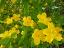 rośliny ozdobne - Złotlin japoński GOLDEN GUINEA Kerria japonica C3