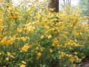 sklep ogrodniczy - Złotlin japoński GOLDEN GUINEA Kerria japonica C3