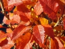 sadzonki - Wiśnia wczesna Kojou-no-mai (Prunus incisa  Kojou-no-mai) C3/60-80cm *6