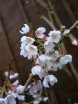 rośliny ozdobne - Wiśnia wczesna Kojou-no-mai (Prunus incisa  Kojou-no-mai) C3/60-80cm *6