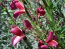 sklep ogrodniczy -  Szczodrzeniec Żarnowiec HOLLANDIA (Cytisus Hollandia)