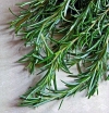 rośliny ogrodowe -  Rozmaryn lekarski w doniczce Rosmarinus officinalis C1,5