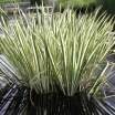 sadzonki -  Tatarak zwyczajny VARIEGATUS Acorus calamus /C7,5