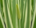 sadzonki - Tatarak zwyczajny VARIEGATUS Acorus calamus /C7,5