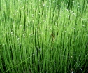 rośliny ogrodowe -  Skrzyp arktyczny Equisetum scirpoides
