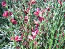 sklep ogrodniczy - Szczodrzeniec Żarnowiec HOLLANDIA (Cytisus Hollandia)