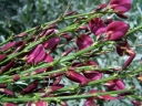 sadzonki - Szczodrzeniec Żarnowiec HOLLANDIA (Cytisus Hollandia)