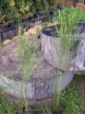 sadzonki - Szczodrzeniec Żarnowiec HOLLANDIA (Cytisus Hollandia)
