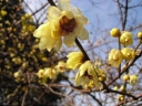 rośliny ogrodowe -  Zimokwiat wczesny (Chimonanthus praecox) C5/50cm *K18