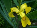 rośliny ogrodowe -  Kosaciec ŻÓŁTY PSTROLISTNY Irys Iris pseudacorus