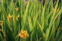 sklep ogrodniczy - Kosaciec ŻÓŁTY PSTROLISTNY Irys Iris pseudacorus