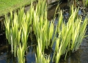 sklep ogrodniczy - Kosaciec ŻÓŁTY PSTROLISTNY Irys Iris pseudacorus