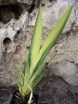 rośliny ozdobne - Kosaciec ŻÓŁTY PSTROLISTNY Irys Iris pseudacorus