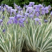 rośliny ogrodowe -  Kosaciec gładki VARIEGATA Iris laevigata Irys