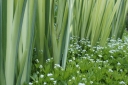 rośliny ogrodowe - Kosaciec gładki VARIEGATA Iris laevigata Irys