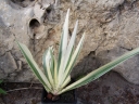 rośliny ozdobne - Kosaciec gładki VARIEGATA Iris laevigata Irys