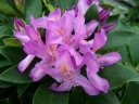 sadzonki -  Różanecznik pontyjski FIOLETOWY Rhododendron ponticum