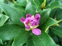 rośliny ozdobne - Różanecznik pontyjski FIOLETOWY Rhododendron ponticum