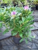 sadzonki - Różanecznik pontyjski FIOLETOWY Rhododendron ponticum