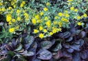 rośliny ogrodowe - Dąbrówka rozłogowa Atropurpurea różowa (Ajuga reptans Atropurpurea) 3 SZT.