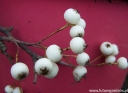 sadzonki -  Jarząb setschwanensis Sorbus setschwanensis C5/60-80cm *20K