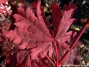 rośliny ogrodowe -  Klon ussyryjski ﻿Klon koreański Acer pseudosieboldianum C2/80-120cm