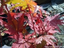 rośliny ogrodowe - Klon ussyryjski ﻿Klon koreański Acer pseudosieboldianum C2/80-120cm