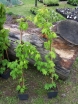 sklep ogrodniczy - Klon ussyryjski ﻿Klon koreański Acer pseudosieboldianum C2/80-120cm