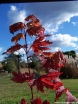 sklep ogrodniczy - Klon ussyryjski ﻿Klon koreański Acer pseudosieboldianum C2/80-120cm