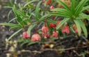 sklep ogrodniczy -  Trzmielina niska Euonymus nanus C2/30-50cm *T35
