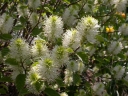 sklep ogrodniczy -  Fotergilla Gardena MOUNT AIRY Fothergilla gardenii C7,5/1-1,2m *21K