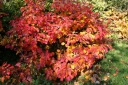 rośliny ogrodowe - Fotergilla Gardena MOUNT AIRY Fothergilla gardenii C7,5/1-1,2m *21K