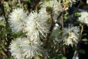 sadzonki - Fotergilla Gardena MOUNT AIRY Fothergilla gardenii C7,5/1-1,2m *21K