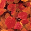 sadzonki - Fotergilla Gardena MOUNT AIRY Fothergilla gardenii C7,5/1-1,2m *21K